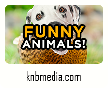 www.knbmedia.com/game